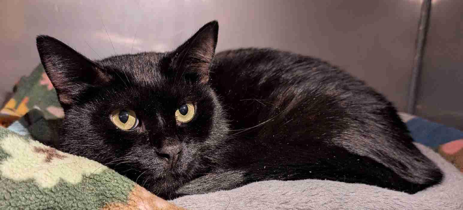 CONFUCIUS, an adoptable Domestic Short Hair in Sequim, WA, 98382 | Photo Image 4