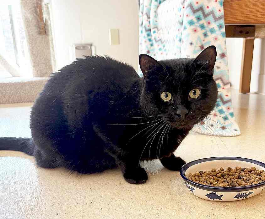 CONFUCIUS, an adoptable Domestic Short Hair in Sequim, WA, 98382 | Photo Image 5