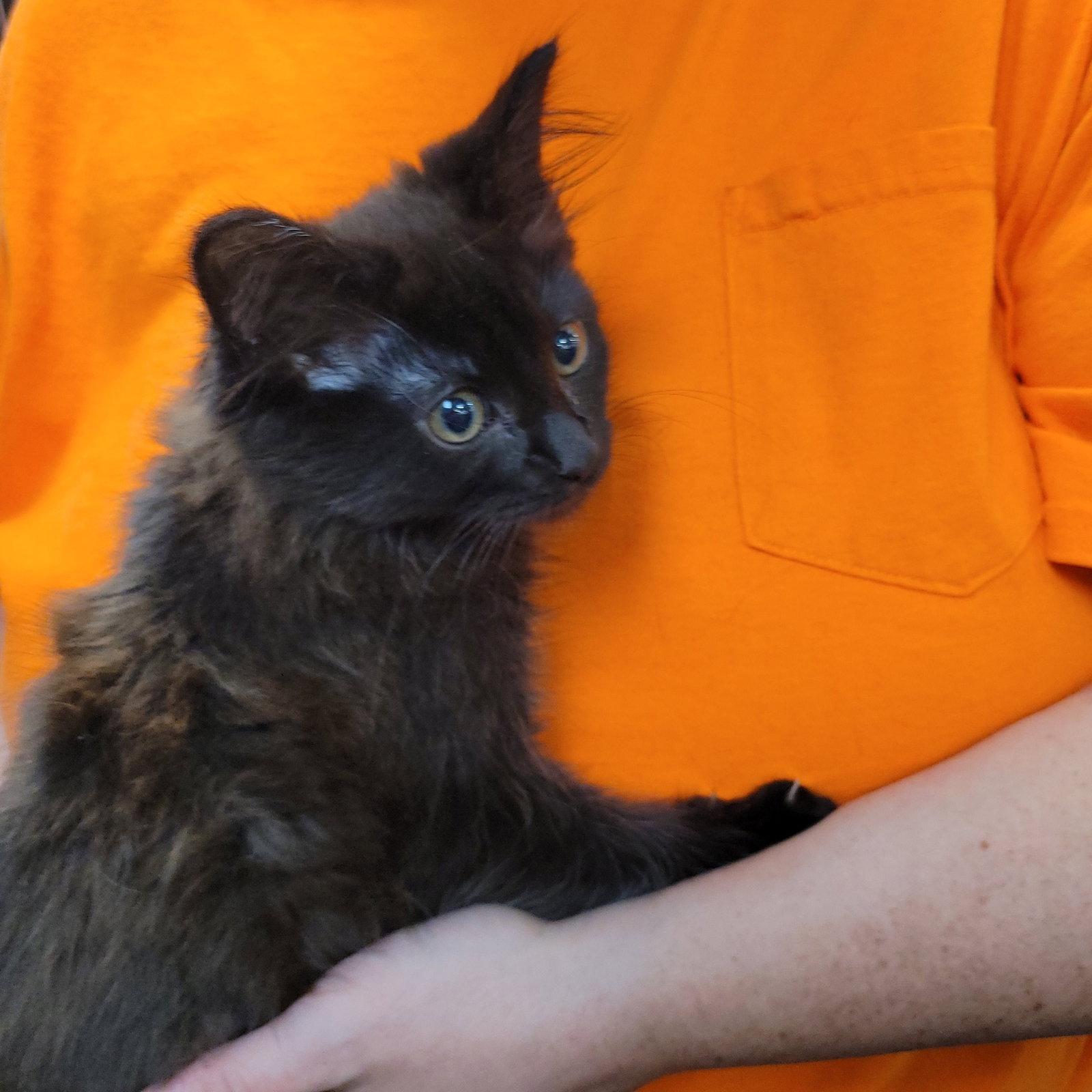 Midnight, Adoptable, Kitten Male Domestic Long Hair.