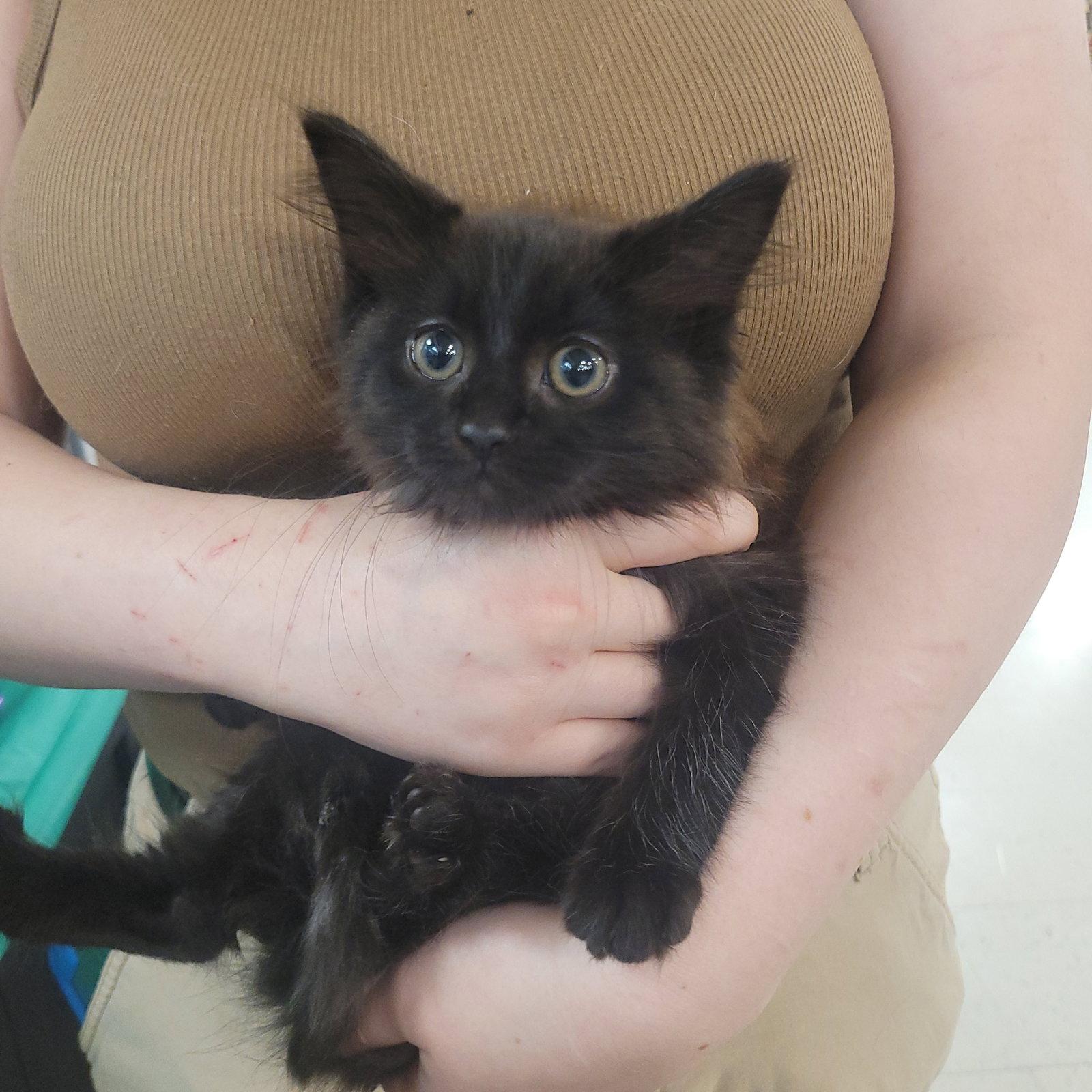 Enlarge Midnight, a Adoptable Domestic Long Hair in Akron, OH image 2/3