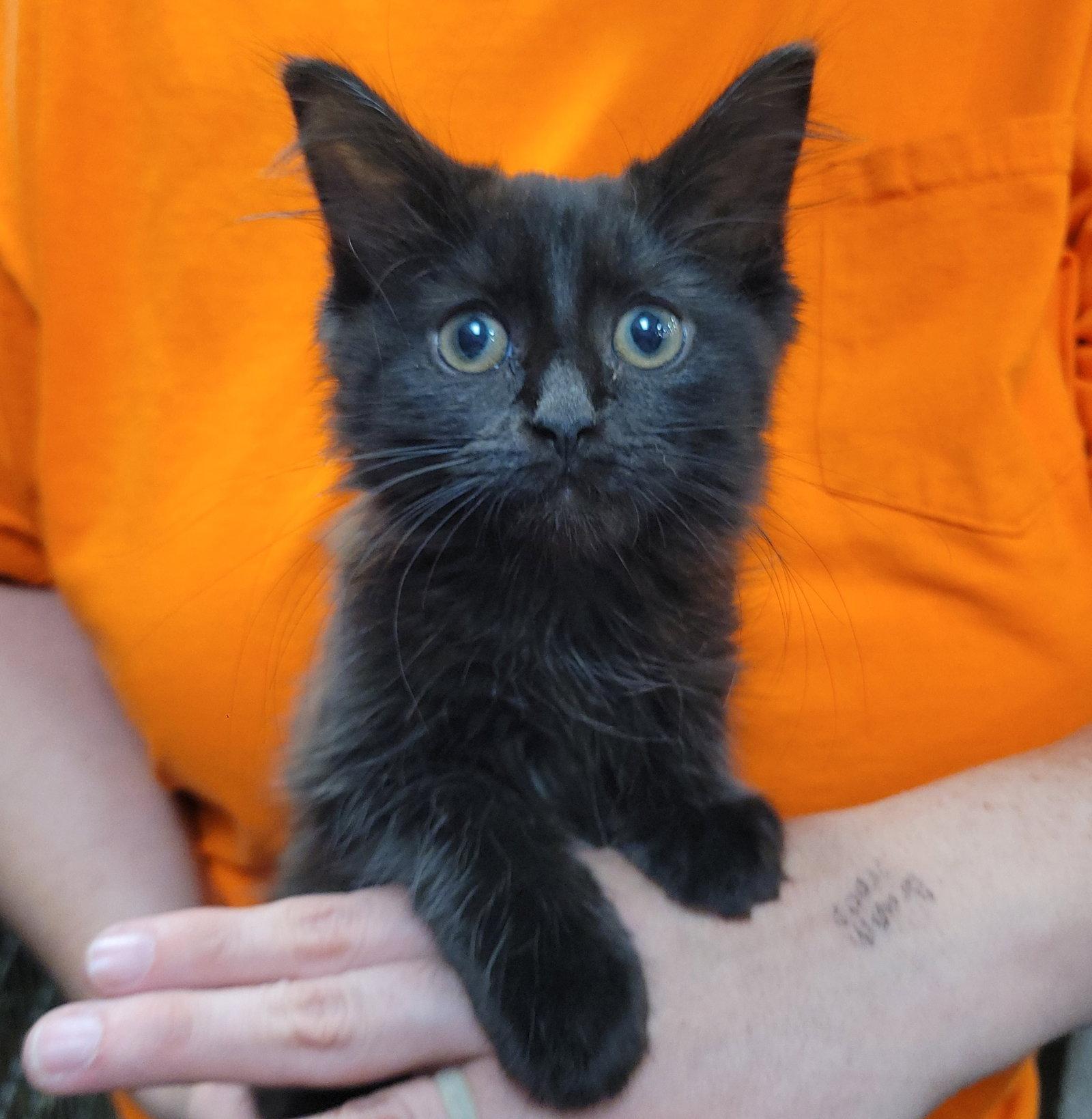 Enlarge Midnight, a Adoptable Domestic Long Hair in Akron, OH image 3/3