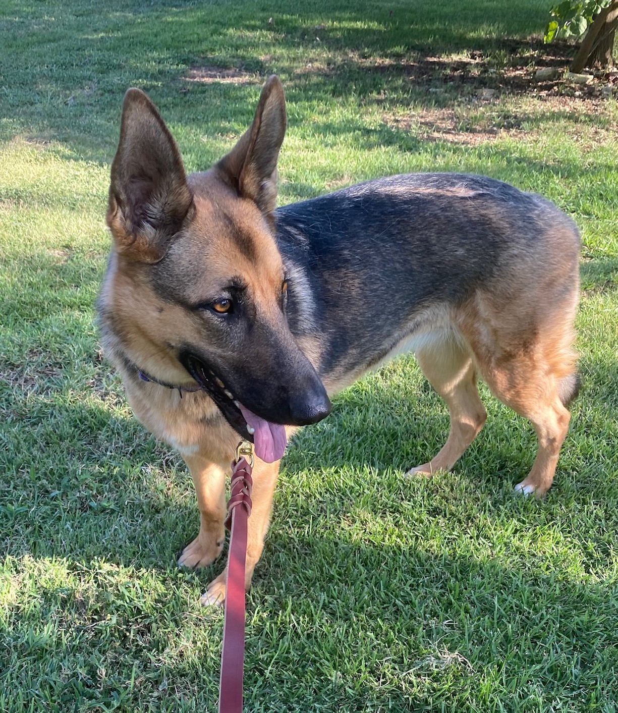 Shelby Ann, a Adoptable German Shepherd Dog in Bergheim, TX image 2/6