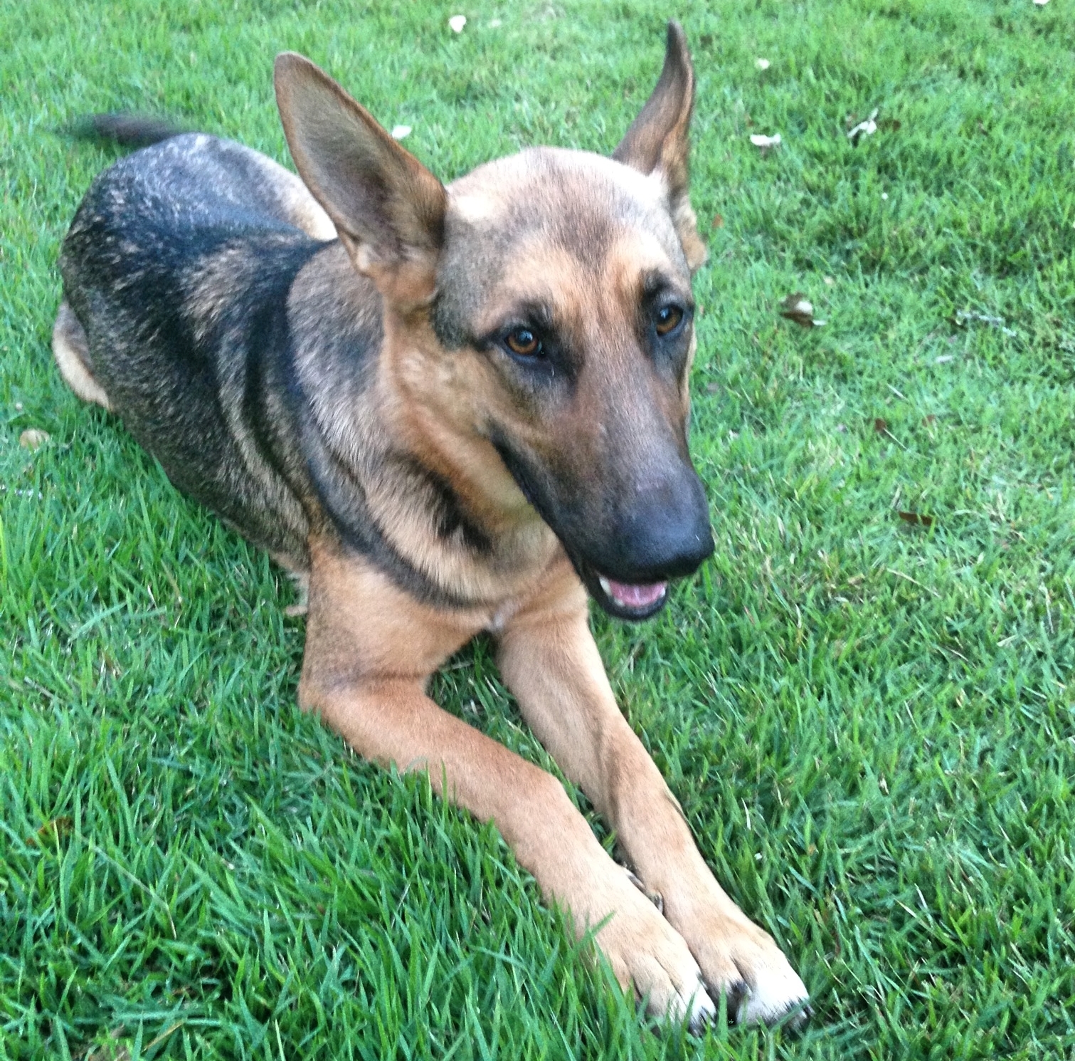 Shelby Ann, a Adoptable German Shepherd Dog in Bergheim, TX image 3/6