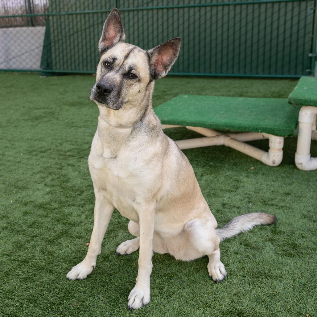 Amiri, Adoptable, Adult Female German Shepherd Dog & Mixed Breed.
