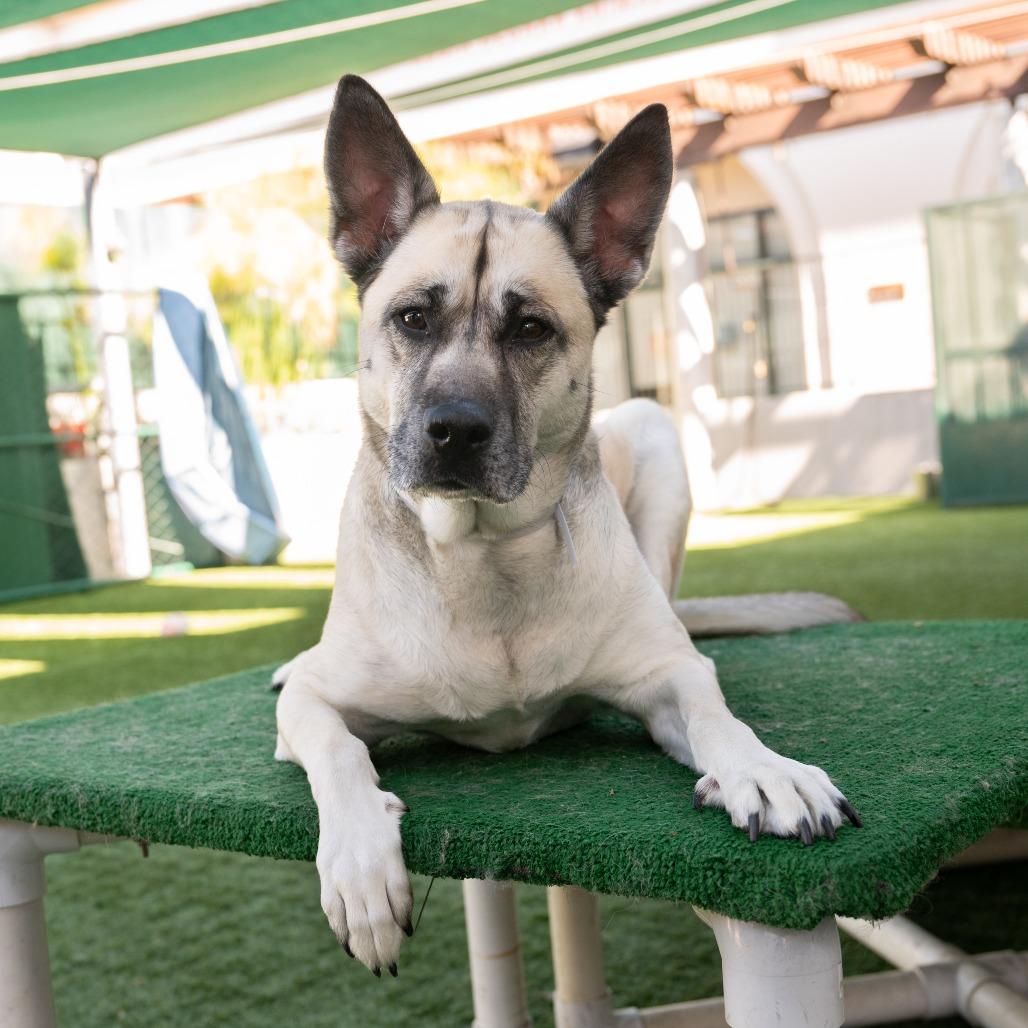 Amiri, a Adoptable mixed breed in Pasadena, CA image 2/6