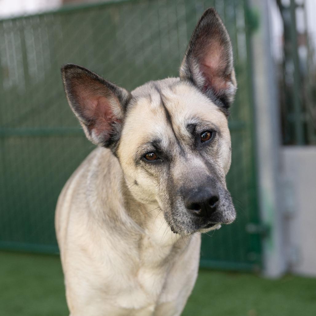 Amiri, a Adoptable mixed breed in Pasadena, CA image 3/6