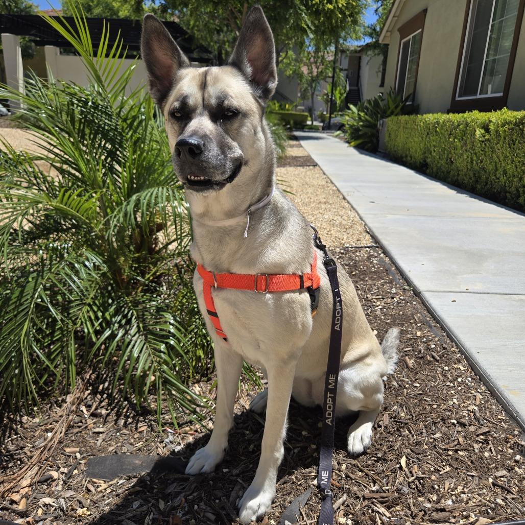 Amiri, a Adoptable mixed breed in Pasadena, CA image 4/6