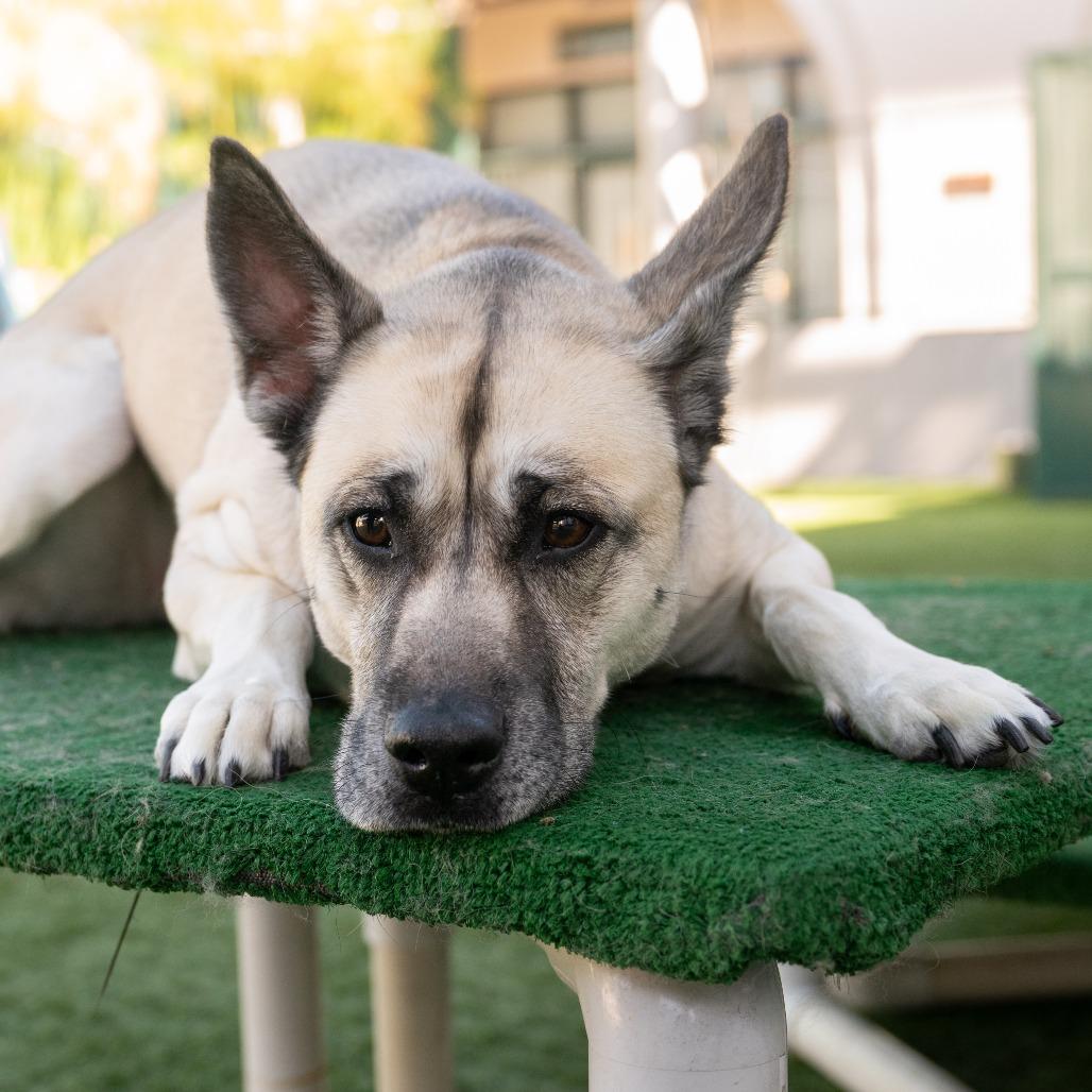 Amiri, a Adoptable mixed breed in Pasadena, CA image 5/6