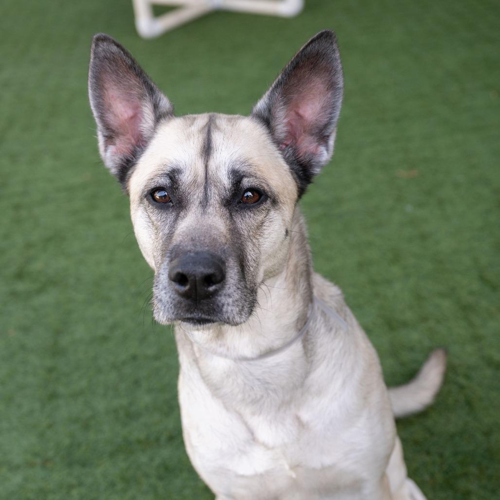 Amiri, a Adoptable mixed breed in Pasadena, CA image 6/6