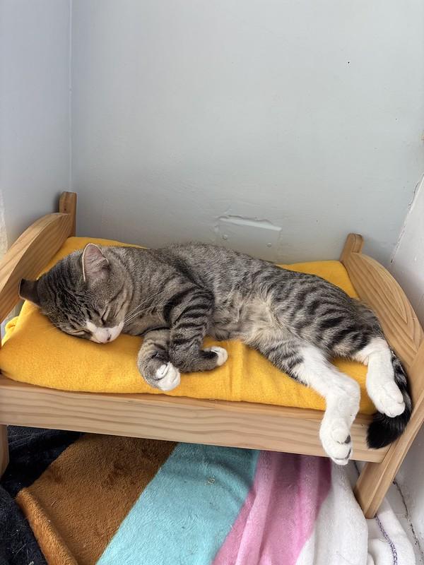 Enlarge Smitty, a ADOPTABLE Domestic Short Hair in Chicago, IL image 4/5