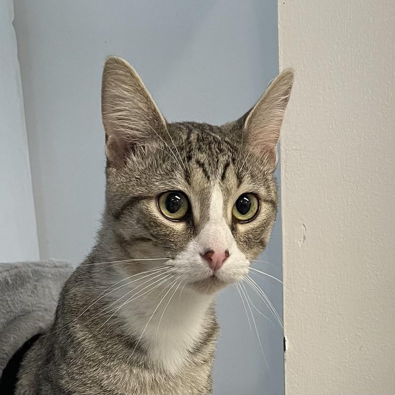 Enlarge Smitty, a ADOPTABLE Domestic Short Hair in Chicago, IL image 1/5