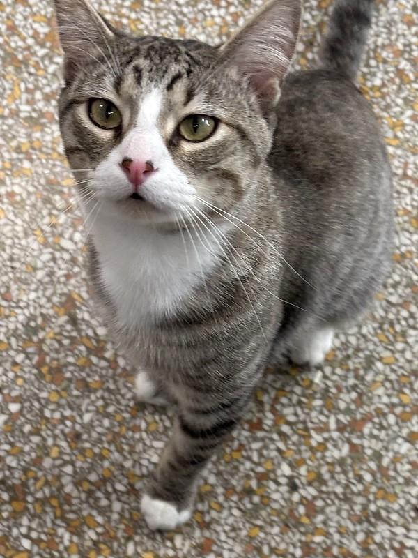 Enlarge Smitty, a ADOPTABLE Domestic Short Hair in Chicago, IL image 3/5
