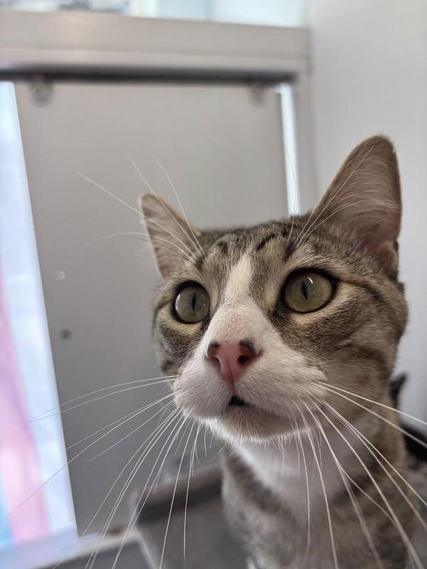 Enlarge Smitty, a ADOPTABLE Domestic Short Hair in Chicago, IL image 5/5