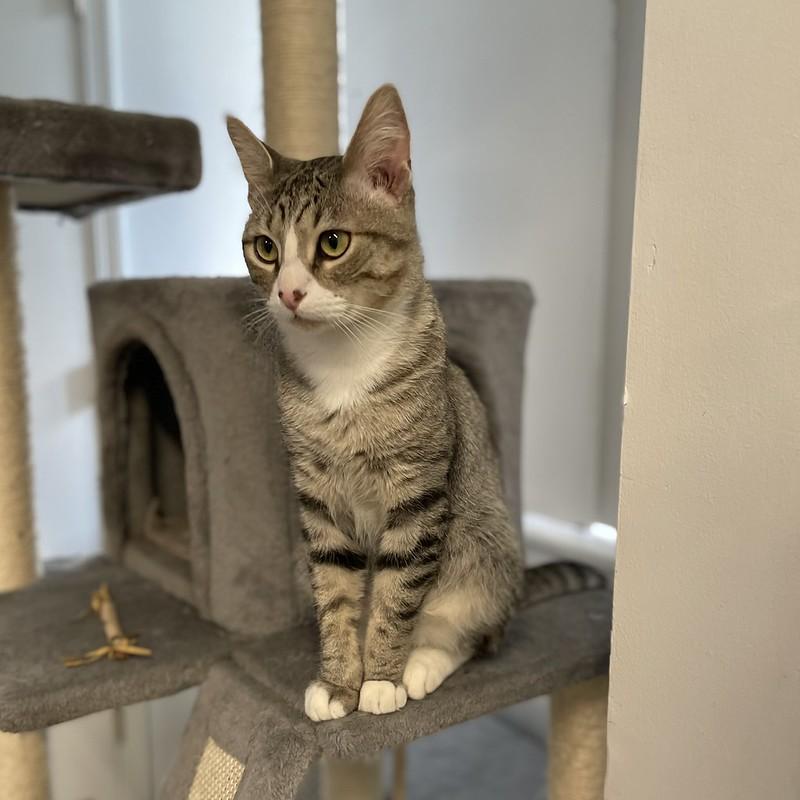 Enlarge Smitty, a ADOPTABLE Domestic Short Hair in Chicago, IL image 2/5