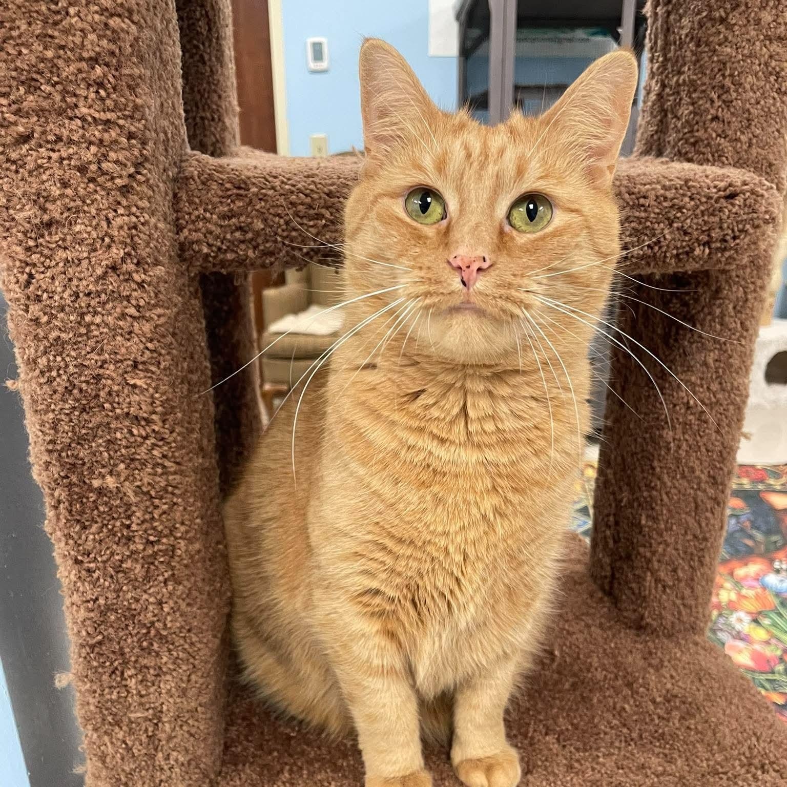Lady Marmalade, a ADOPTABLE Domestic Short Hair in Rochester, NY image 3/6