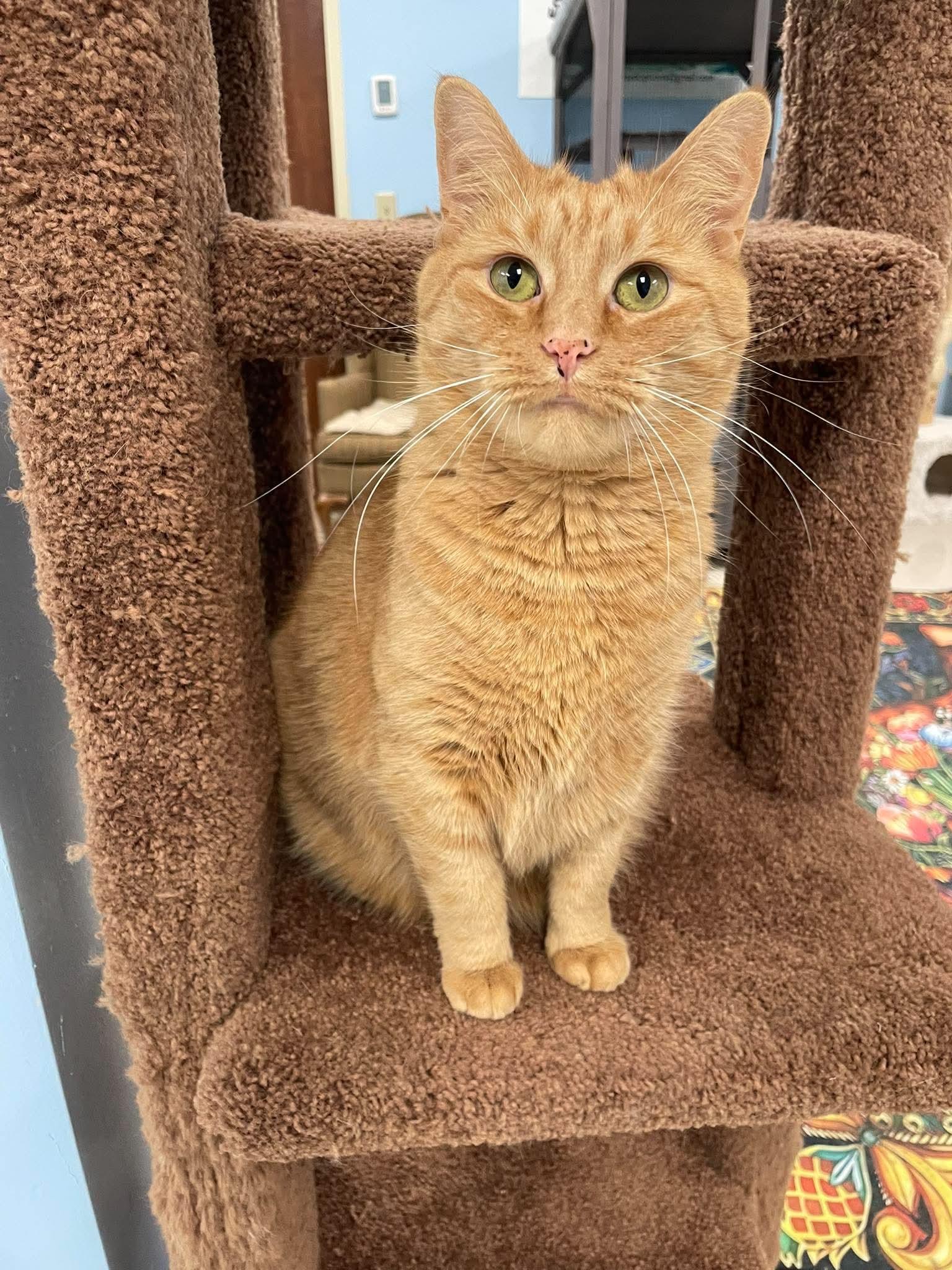 Lady Marmalade, a ADOPTABLE Domestic Short Hair in Rochester, NY image 3/6