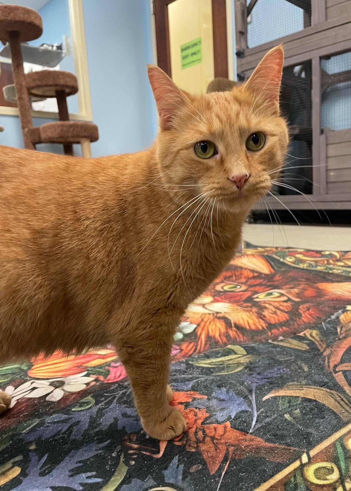 Lady Marmalade, a ADOPTABLE Domestic Short Hair in Rochester, NY image 5/6