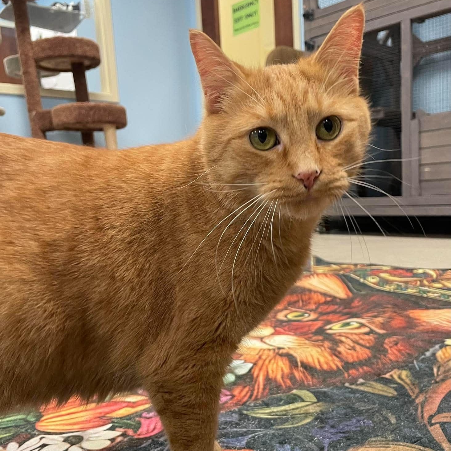 Lady Marmalade, a ADOPTABLE Domestic Short Hair in Rochester, NY image 5/6