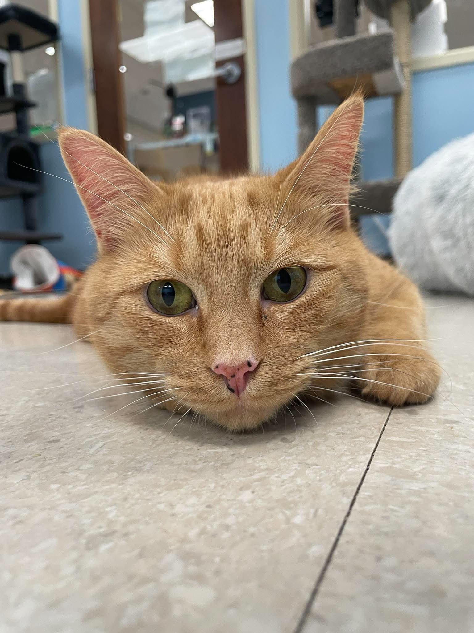 Lady Marmalade, ADOPTABLE, Young Female Domestic Short Hair.