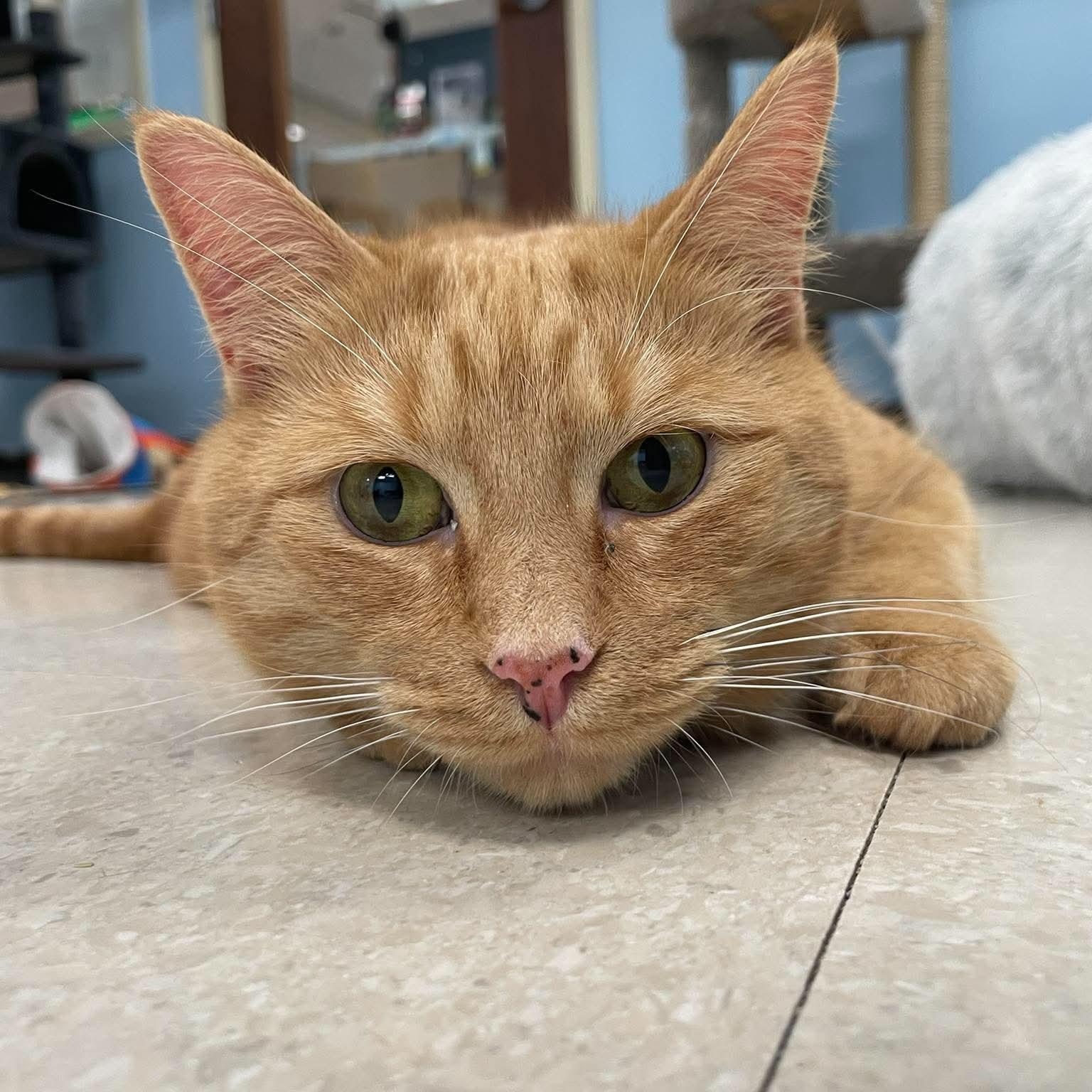 Lady Marmalade, a ADOPTABLE Domestic Short Hair in Rochester, NY image 1/6