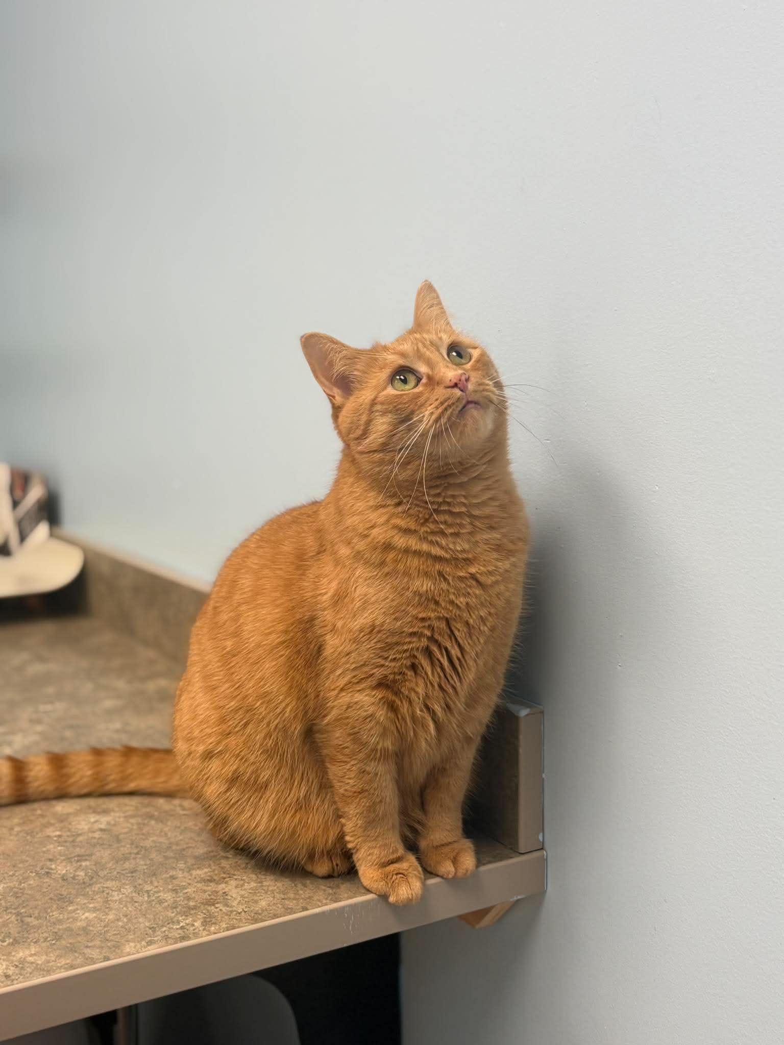 Lady Marmalade, a ADOPTABLE Domestic Short Hair in Rochester, NY image 4/6