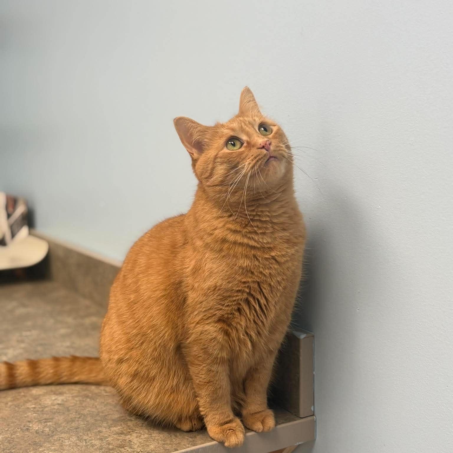 Lady Marmalade, a ADOPTABLE Domestic Short Hair in Rochester, NY image 4/6