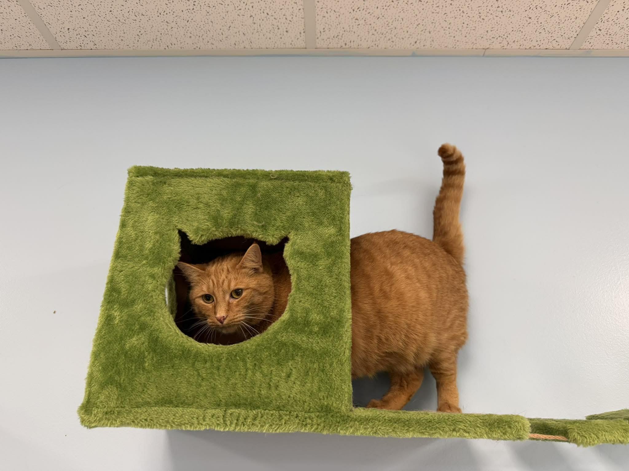 Lady Marmalade, a ADOPTABLE Domestic Short Hair in Rochester, NY image 2/6