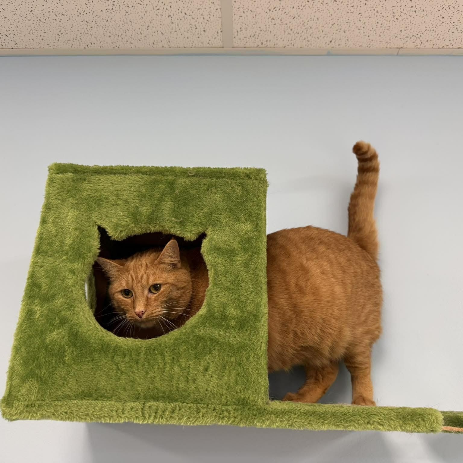 Lady Marmalade, a ADOPTABLE Domestic Short Hair in Rochester, NY image 2/6