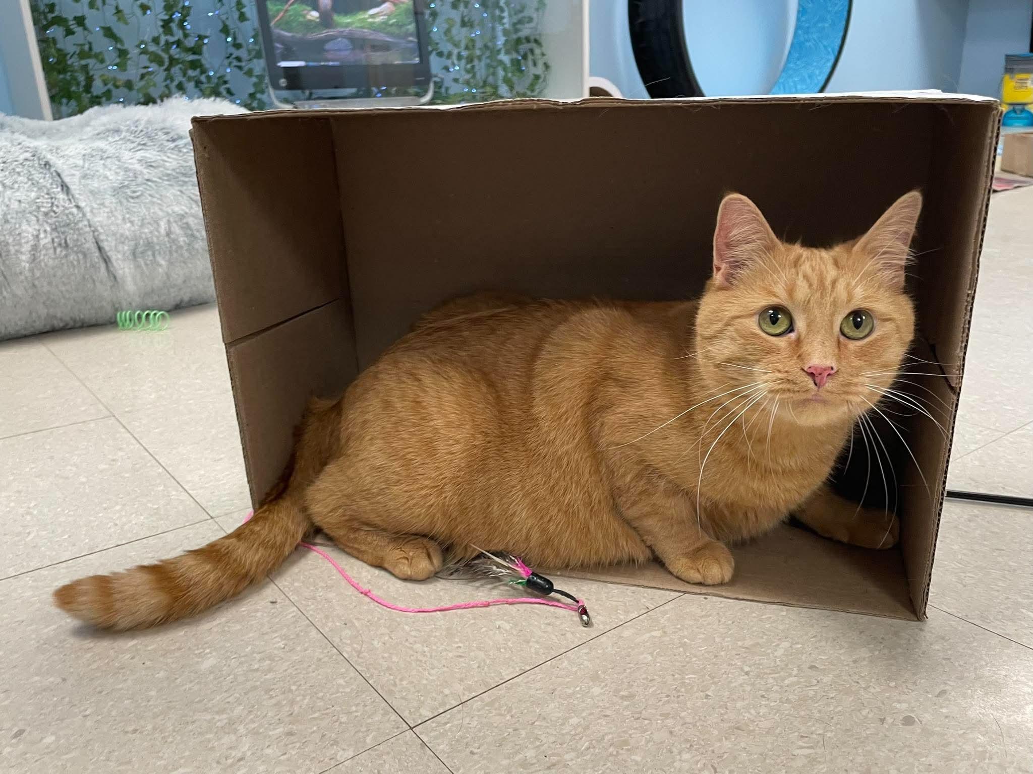 Lady Marmalade, a ADOPTABLE Domestic Short Hair in Rochester, NY image 6/6