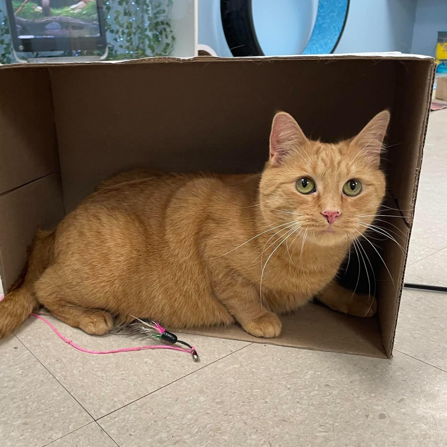 Lady Marmalade, a ADOPTABLE Domestic Short Hair in Rochester, NY image 6/6