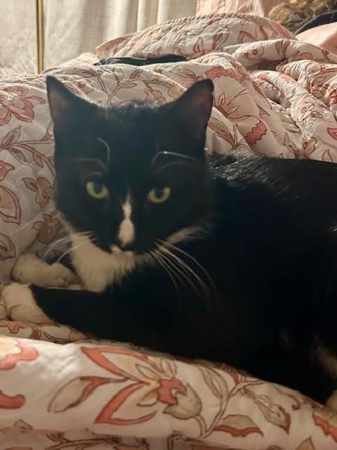 CASPER, Adoptable, Adult Male Domestic Short Hair.