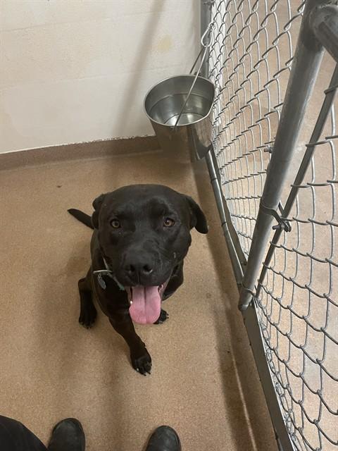 Enlarge TANK, a Adoptable mixed breed in Casper, WY image 1/1
