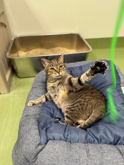 Evangeline, a Adoptable Domestic Short Hair in Batavia, OH image 1/3