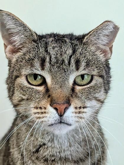 Evangeline, a Adoptable Domestic Short Hair in Batavia, OH image 2/3