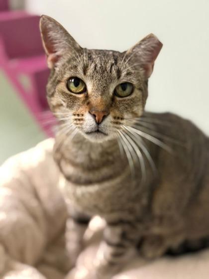 Evangeline, a Adoptable Domestic Short Hair in Batavia, OH image 3/3