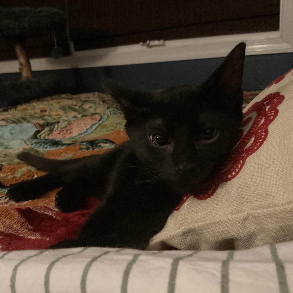Enlarge Papaya, a Adoptable Domestic Short Hair in Durham, NC image 1/6