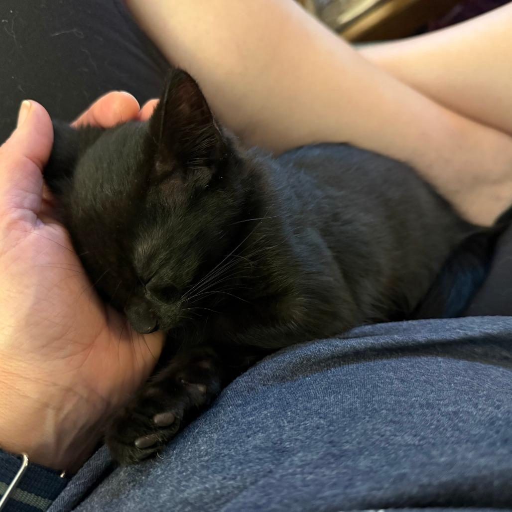 Enlarge Papaya, a Adoptable Domestic Short Hair in Durham, NC image 2/6