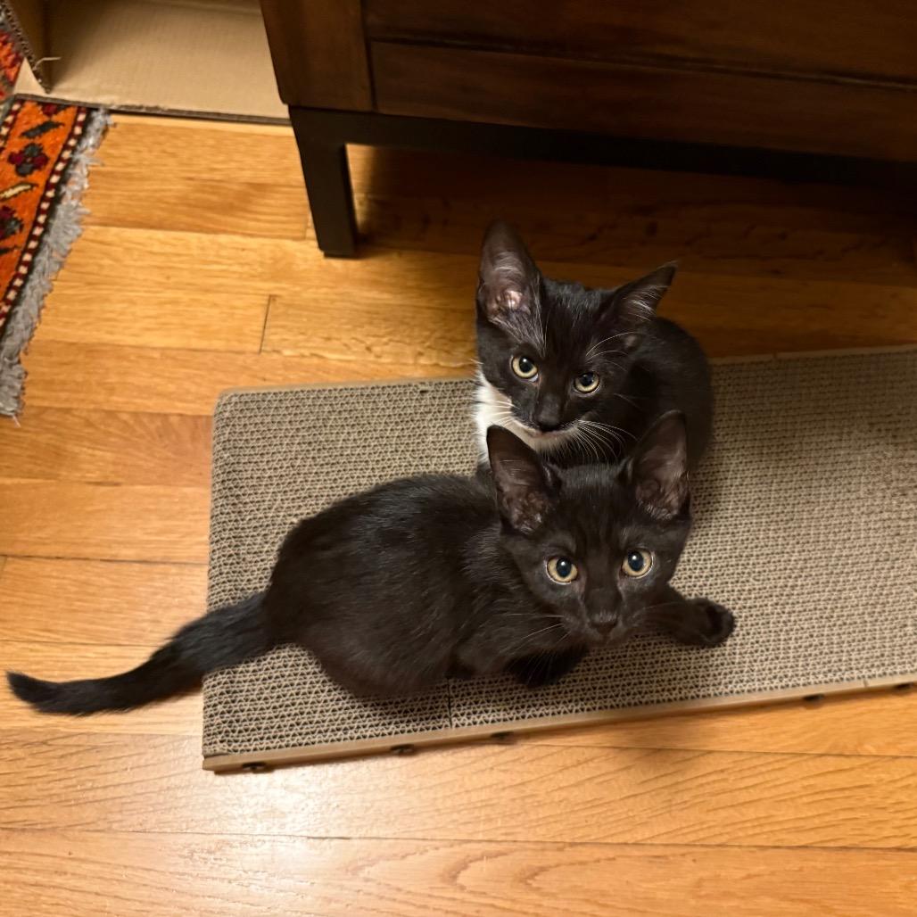 Enlarge Papaya, a Adoptable Domestic Short Hair in Durham, NC image 3/6