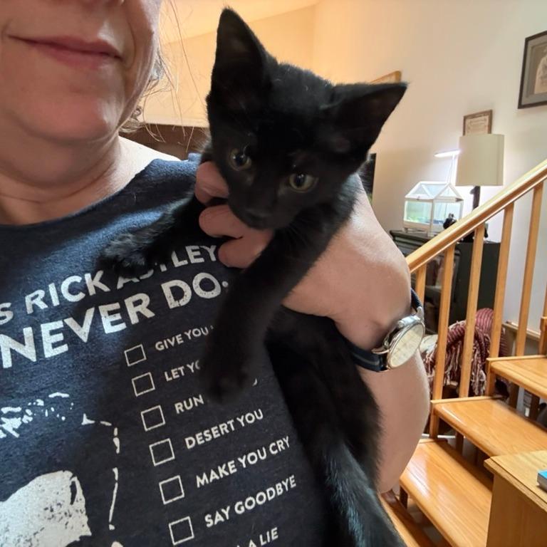 Enlarge Papaya, a Adoptable Domestic Short Hair in Durham, NC image 4/6