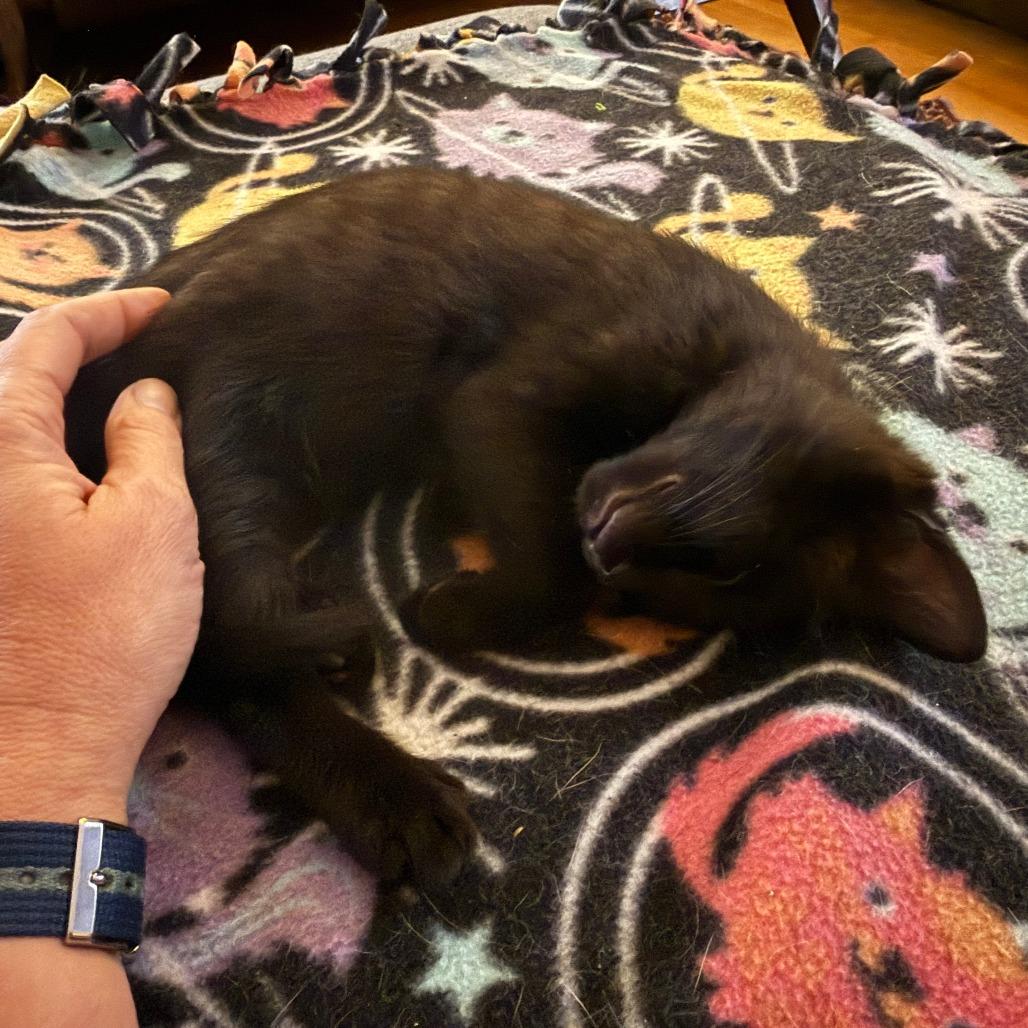 Enlarge Papaya, a Adoptable Domestic Short Hair in Durham, NC image 6/6