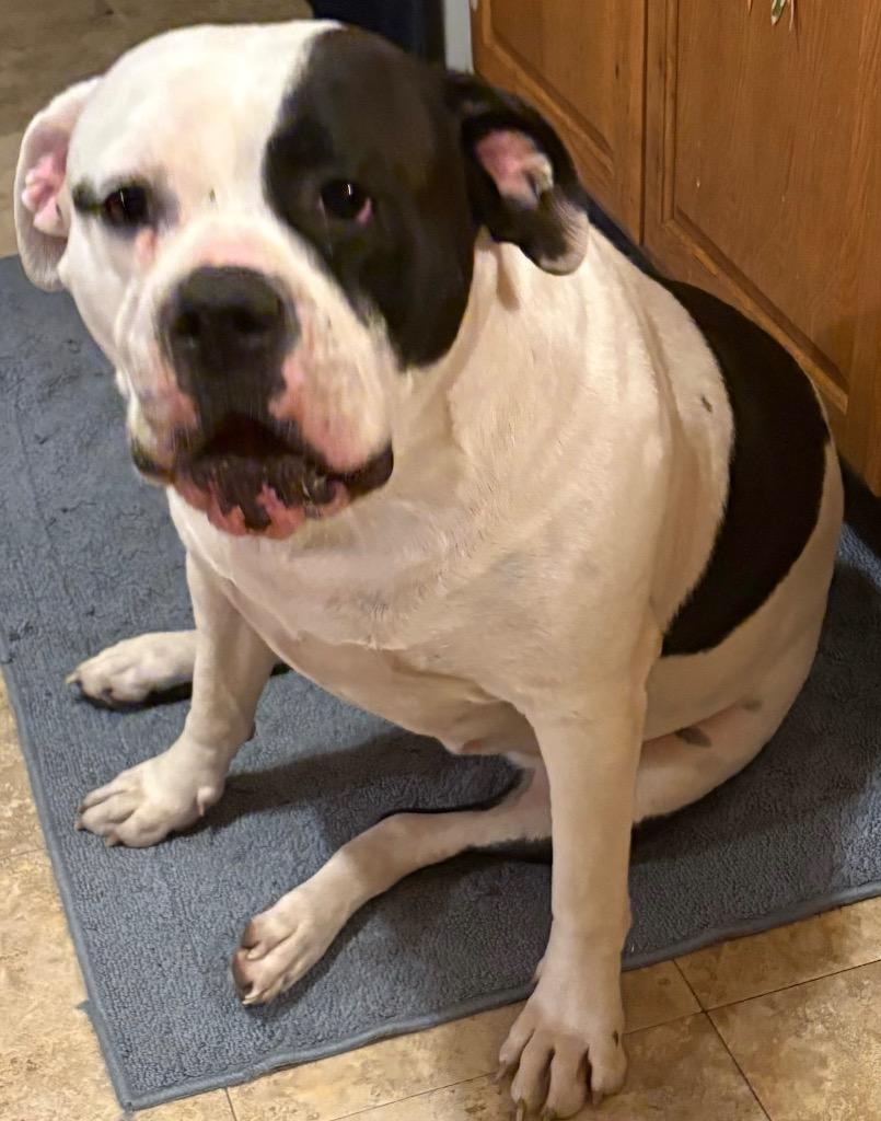 Cruella, Adoptable, Adult Female American Bulldog.