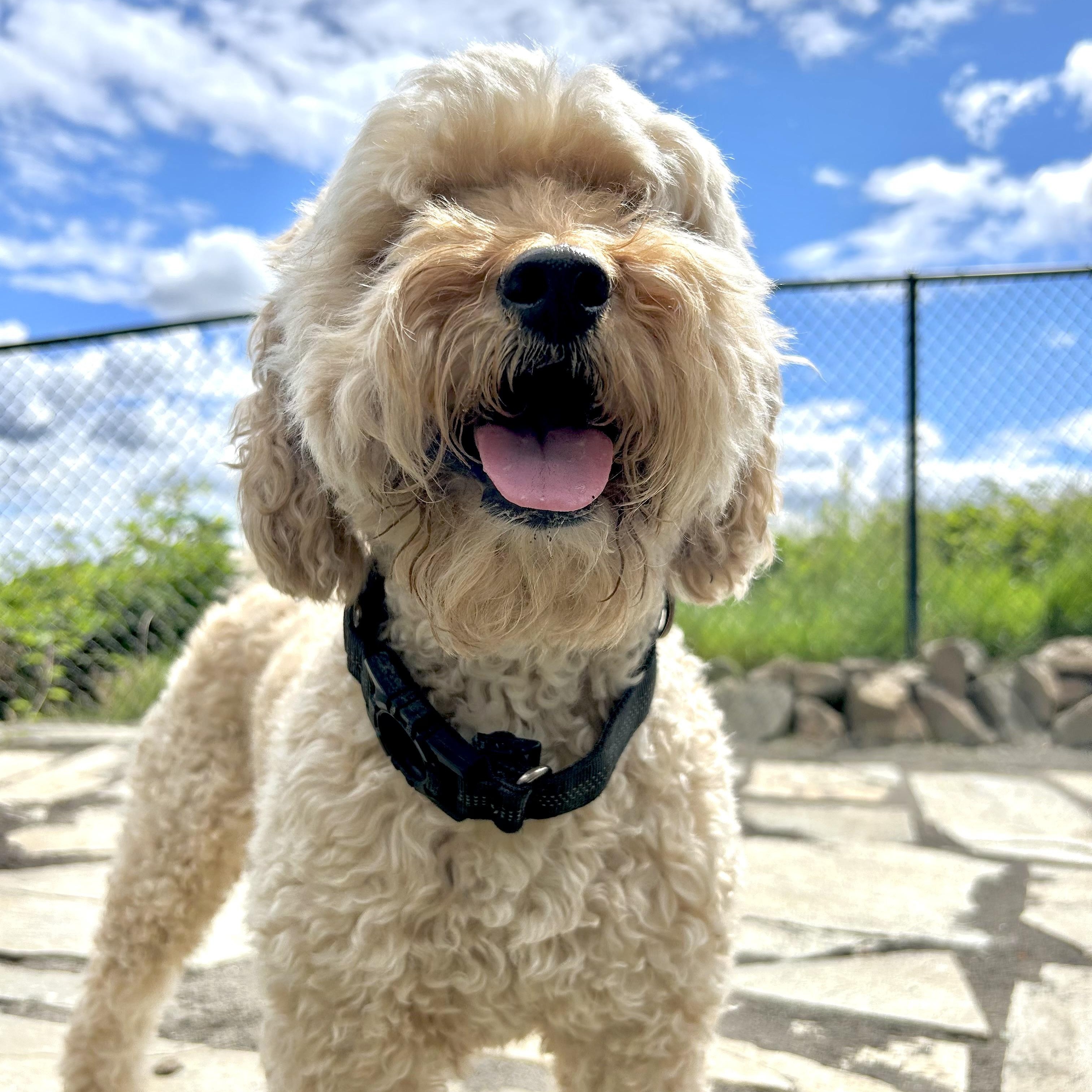 Dexter, Adoptable, Adult Male Poodle & Miniature Poodle.