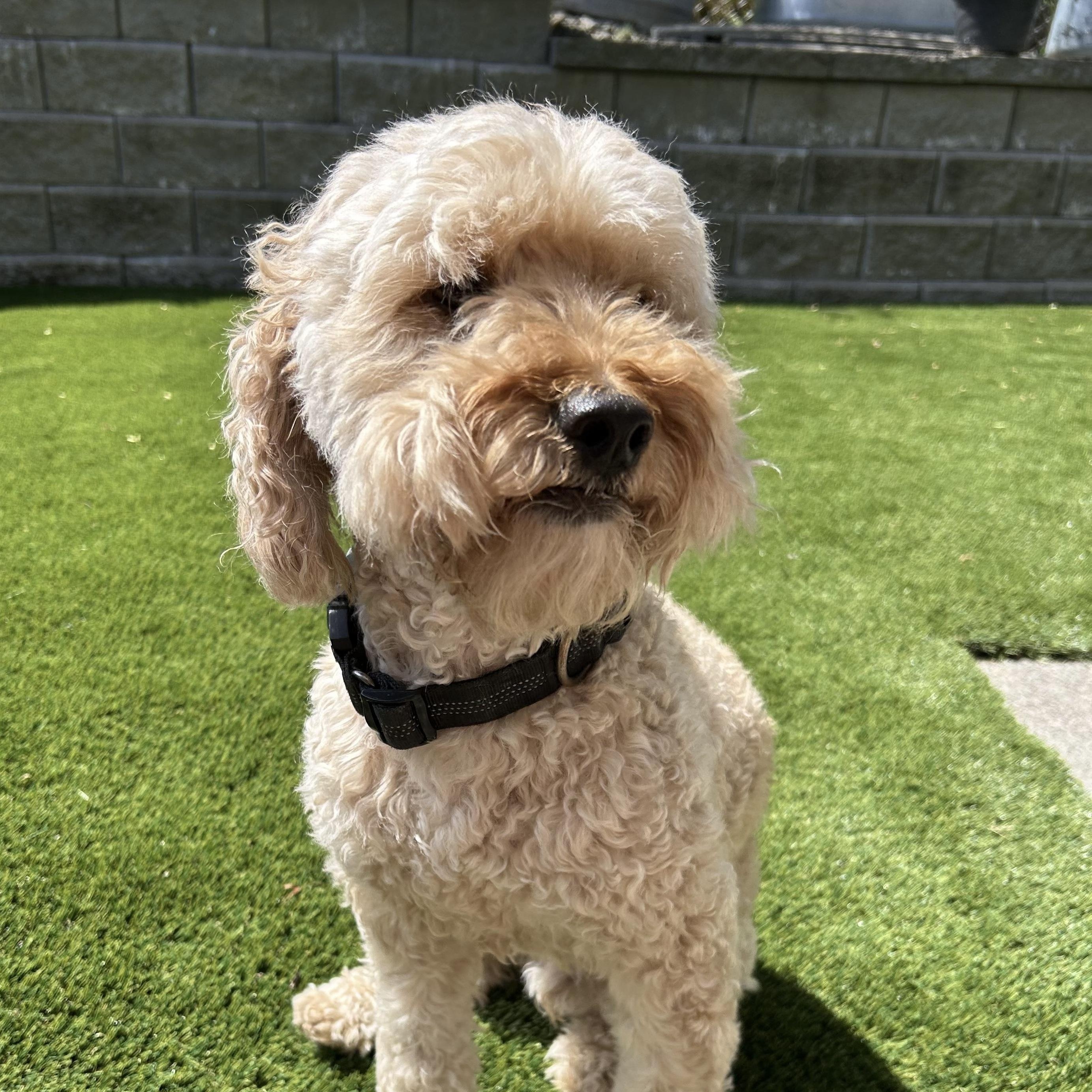 Dexter, a Adoptable mixed breed in Saint Helens, OR image 2/6