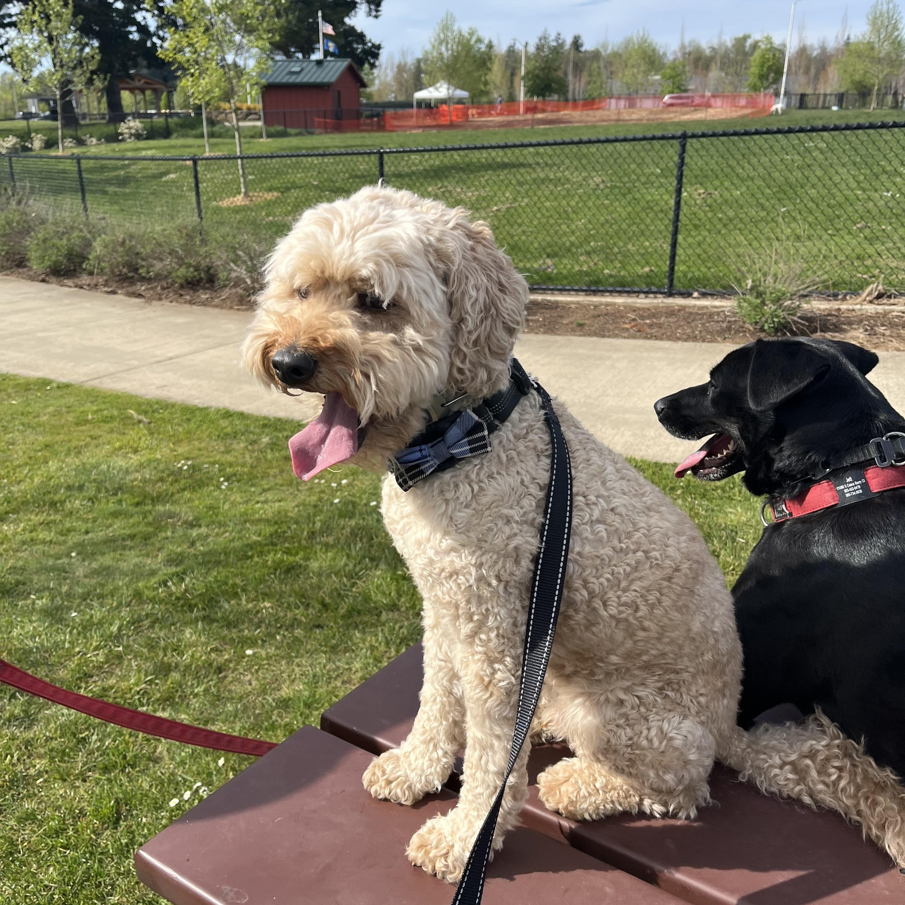 Dexter, a Adoptable mixed breed in Saint Helens, OR image 5/6