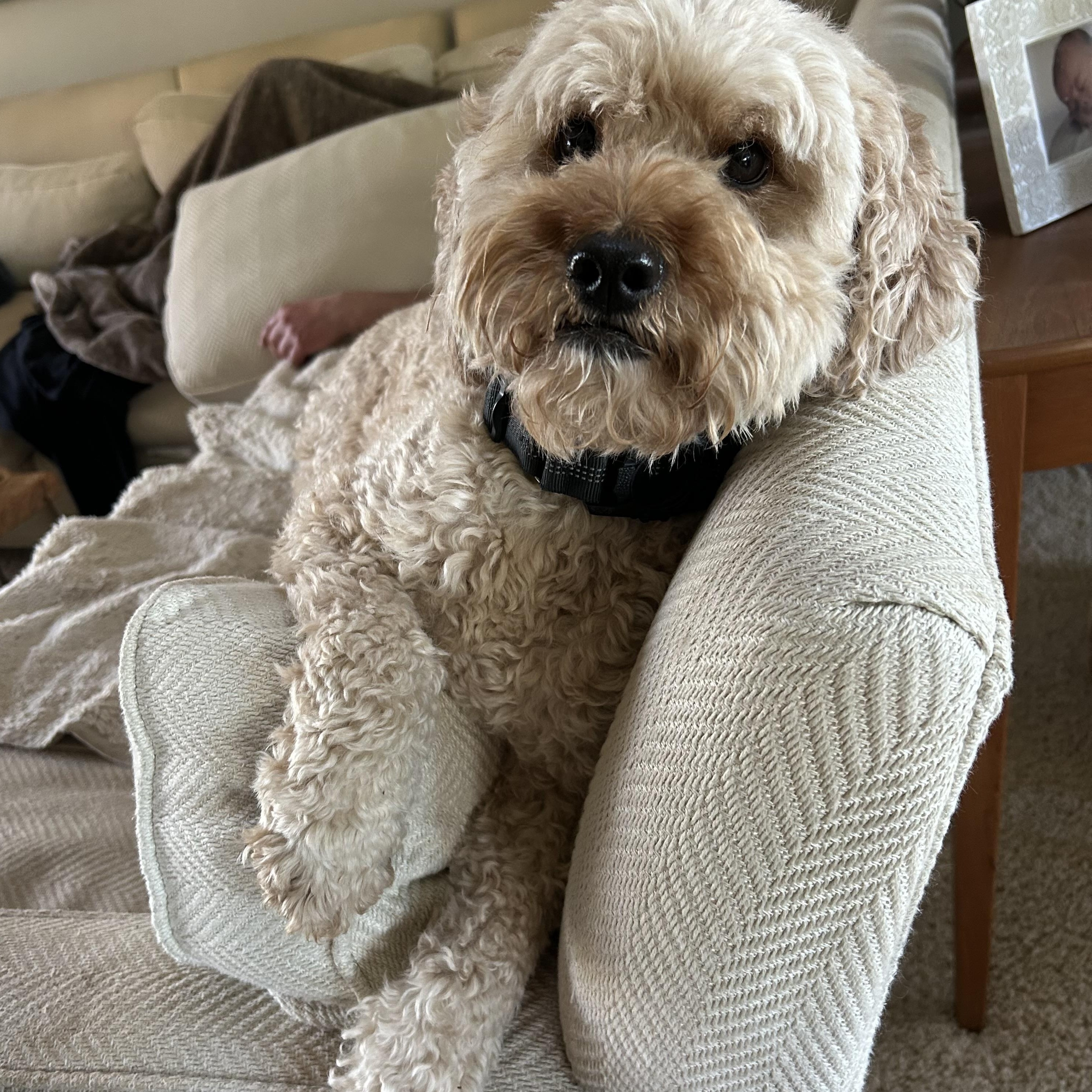 Dexter, a Adoptable mixed breed in Saint Helens, OR image 3/6