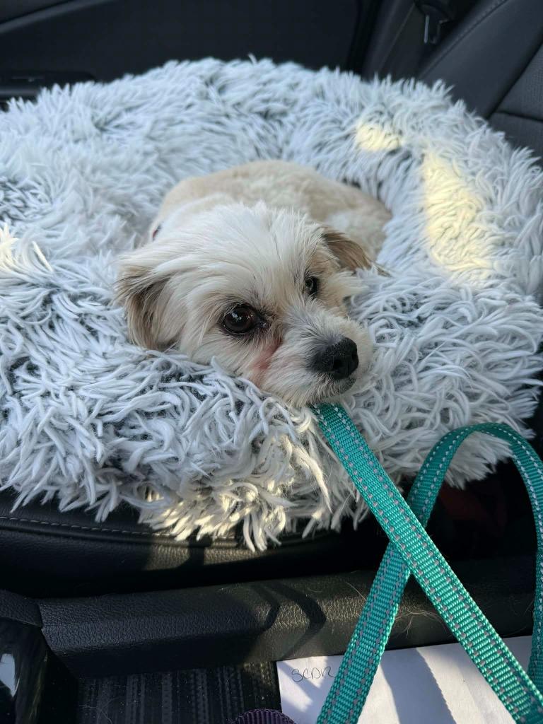 Maria, Adoptable, Young Female Maltese & Shih Tzu.