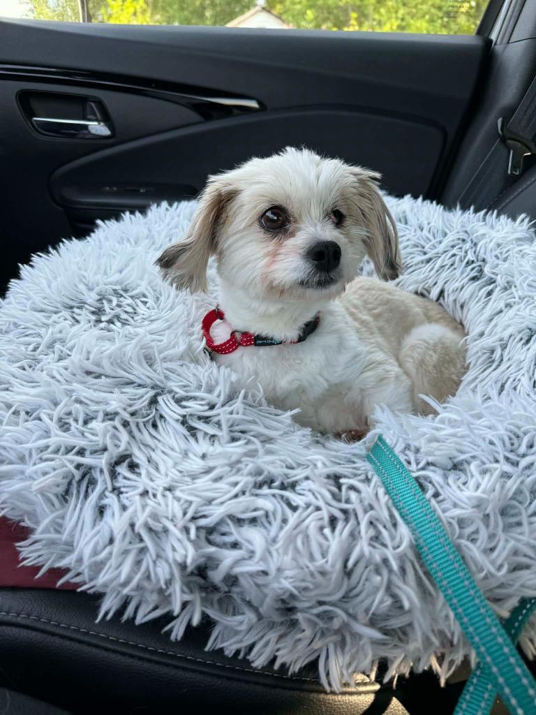 Maria, Adoptable, Young Female Maltese & Shih Tzu.