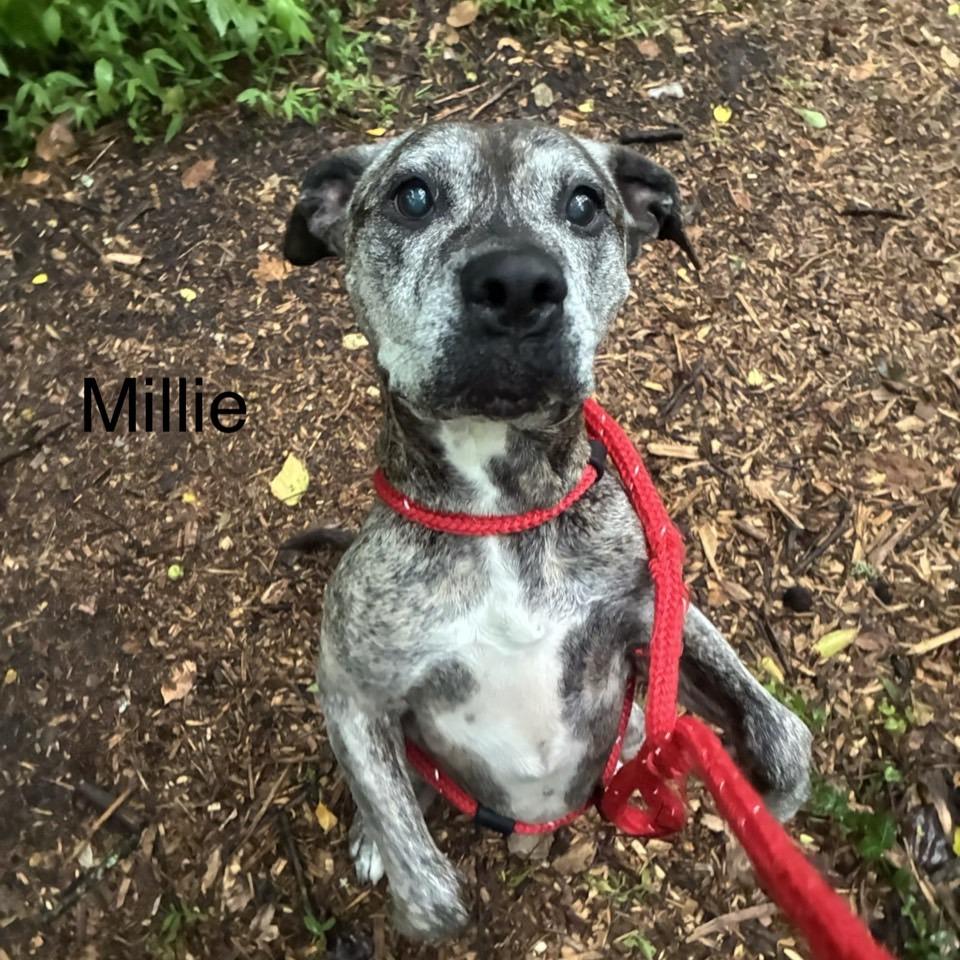 Millie, a Adoptable Terrier in Chattanooga, TN image 1/4