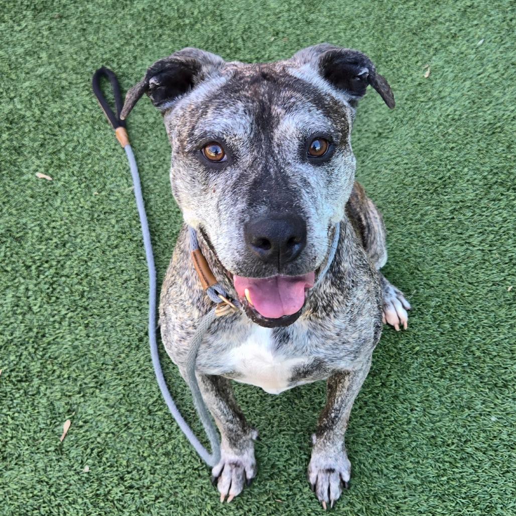 Millie, Adoptable, Senior Female Terrier.