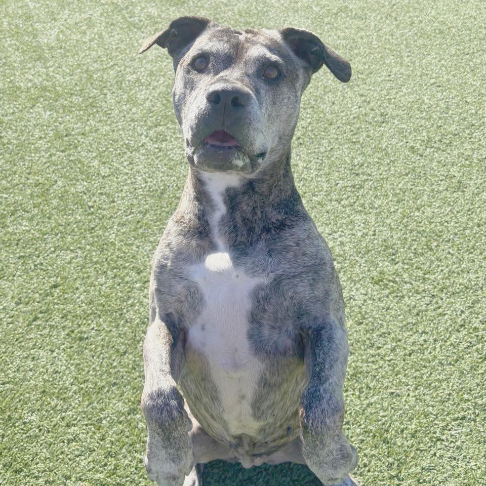 Millie, a Adoptable Terrier in Chattanooga, TN image 3/4